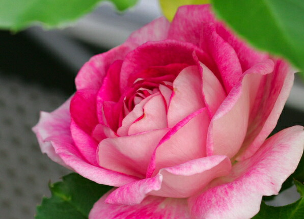 楽天市場】ミステリューズ（大苗）7号鉢植え 返り咲き Mysterieuse