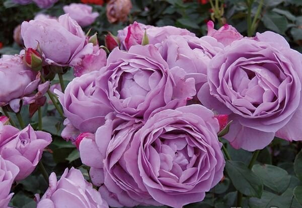 しのぶれど 大苗 7ナンバー鉢植え 四季華平凡環房咲き家筋 フロリバンダロゼ 吹付ける咲き 薔薇苗 Maxani Nl