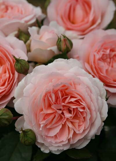 楽天市場】ミステリューズ（大苗）7号鉢植え 返り咲き Mysterieuse