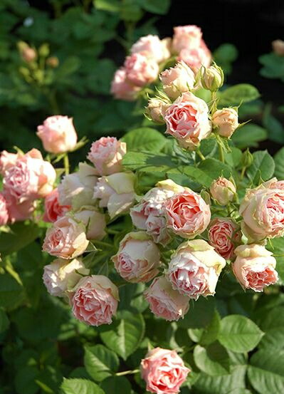 楽天市場 ロマンティック レース 大苗予約 7号鉢植え 四季咲き中輪房咲き系 フロリバンダローズ スプレー咲き バラ苗 大神ファーム