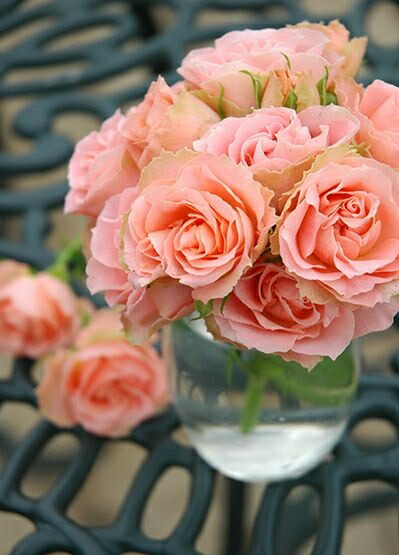 楽天市場 ロマンティック レース 大苗予約 7号鉢植え 四季咲き中輪房咲き系 フロリバンダローズ スプレー咲き バラ苗 大神ファーム