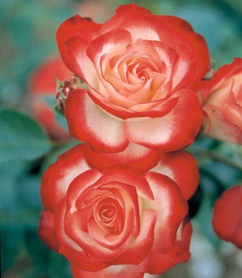 ジュビレ デュ 皇子 ドゥ モナコ公国 大苗 7サイズ鉢植え 四季華凡俗車房咲き系統 フロリバンダ桃 噴射咲き バラ苗 Maxani Nl