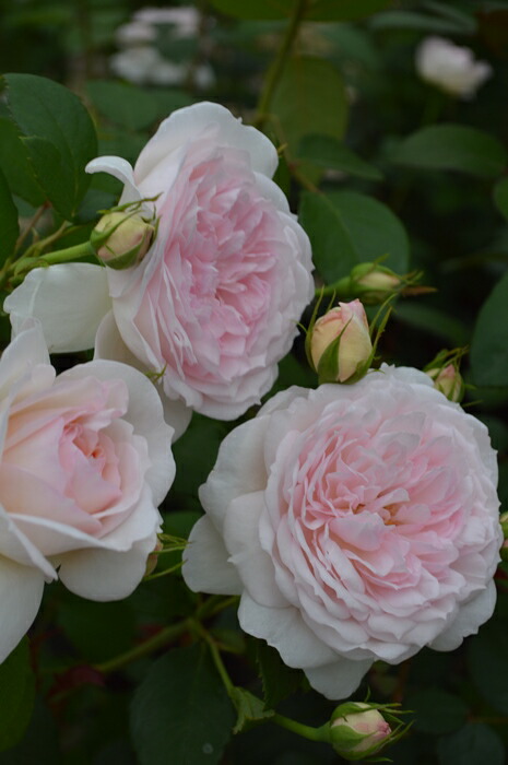 楽天市場】アン＝ソフィー・ピック（大苗予約）7号鉢植え 四季咲き 中