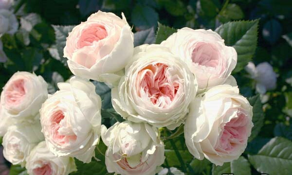 ミミエデン レヴァリエミノー55SP | TIEMCOルアーフィッシング公式サイト | Lure