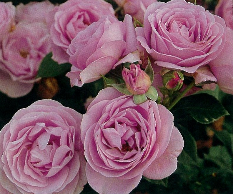 楽天市場】ユキコ （大苗予約）7号鉢植え ハイブリッドウィ