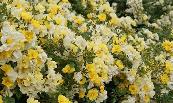 楽天市場 リモンチェッロ 大苗予約 7号鉢植え バラ苗 大神ファーム