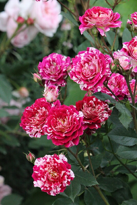 楽天市場】シャンパーニュ（大苗）7号鉢植え バラ苗 《農林水産省 品種