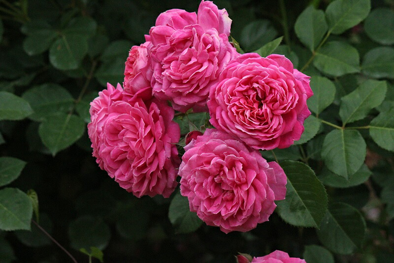 楽天市場 ラデュレ 大苗予約 7号鉢植え 返り咲き ギヨー社 フランス Guillot バラ苗 大神ファーム