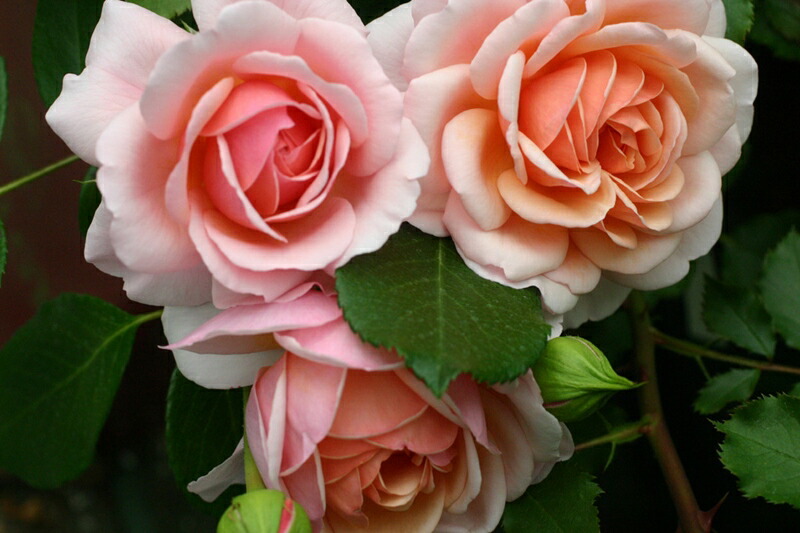 楽天市場】【まもなく締め切り】 予約販売 バラ 苗 バラ 新苗