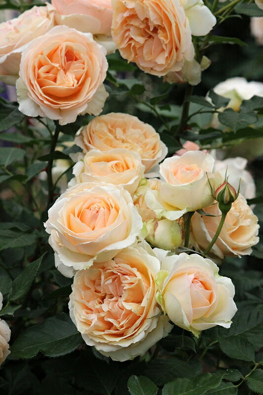 楽天市場】シャンパーニュ（大苗予約）7号鉢植え バラ苗 《農林