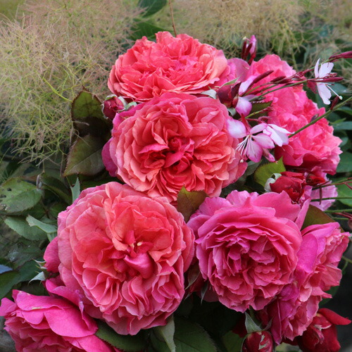 楽天市場 ラデュレ 大苗予約 7号鉢植え 返り咲き ギヨー社 フランス Guillot バラ苗 大神ファーム