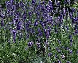 楽天市場 ラベンダー しずか イングリッシュ系 二季咲き 耐暑性ラベンダー 長崎ラベンダー ハーブ苗 3号ポット 大神ファーム