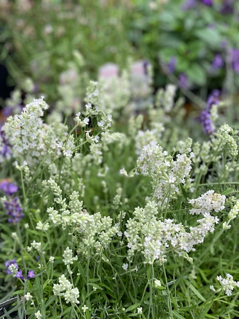 ラベンダー エレガンスホワイト イングリッシュ系 ハーブ苗 5 Off