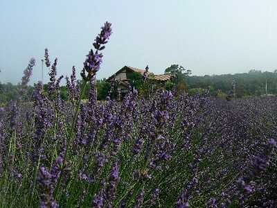 楽天市場】イングリッシュラベンダー センティヴィアブルー 3号ロング