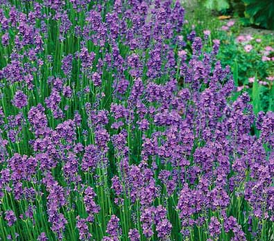 ラベンダー 楽天市場】ラベンダー・濃紫早咲3号（イングリッシュ系） ハーブ苗