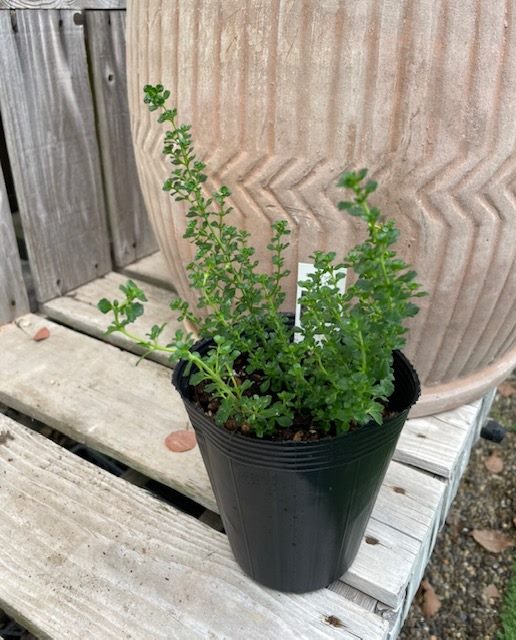 アップルパイ様　ご確認用　ミントブッシュ　モンシェリー　抜き苗 アップルパイ様 ご確認用 ミントブッシュ モンシェリー 抜き苗