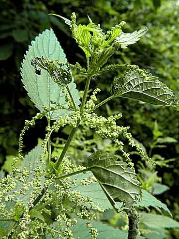 楽天市場 ネトル ハーブ苗 大神ファーム