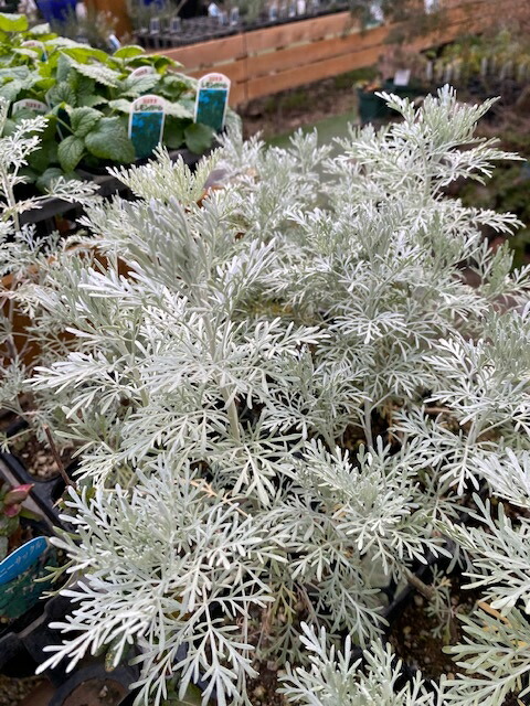 楽天市場】ミントブッシュ 'モンシェリー' プロスタンセラ