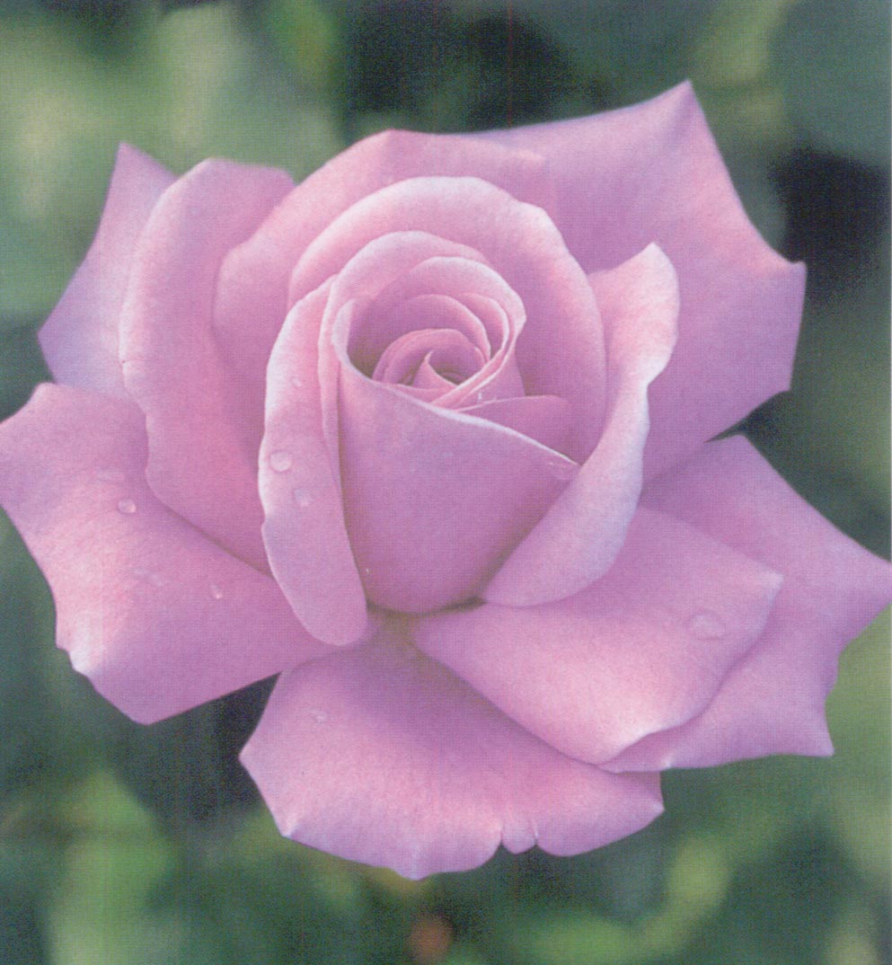 楽天市場】ブルー・ムーン（大苗予約）7号鉢植え 四季咲き大輪系