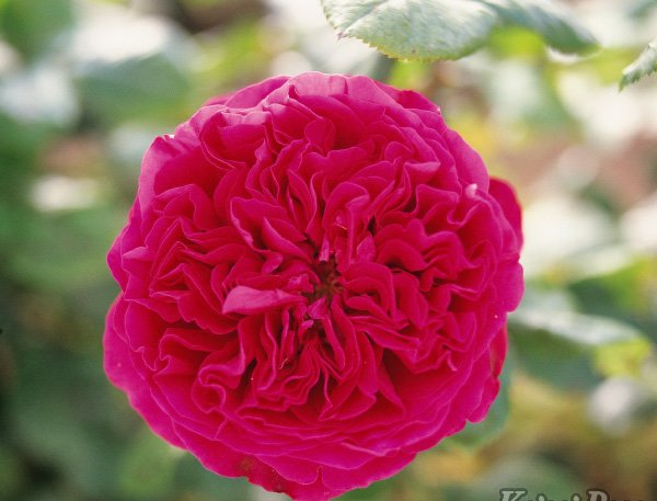 チークルージュ ロワイヤル 大苗 7サイズ鉢植え 四季開花大輪発祥 ハイブリッドティーローズ 薔薇苗 Hqb Be