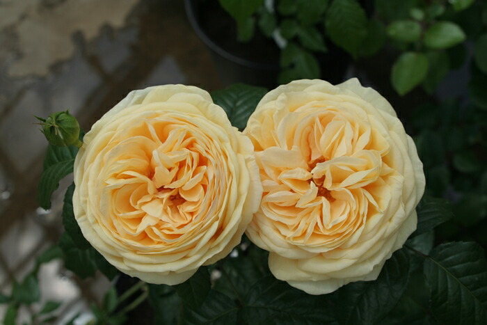 バラ大苗 シャンパーニュ 正規品 冬季大苗】バラ苗 シャンパーニュ 国産苗 6号鉢植え品［農林水産省