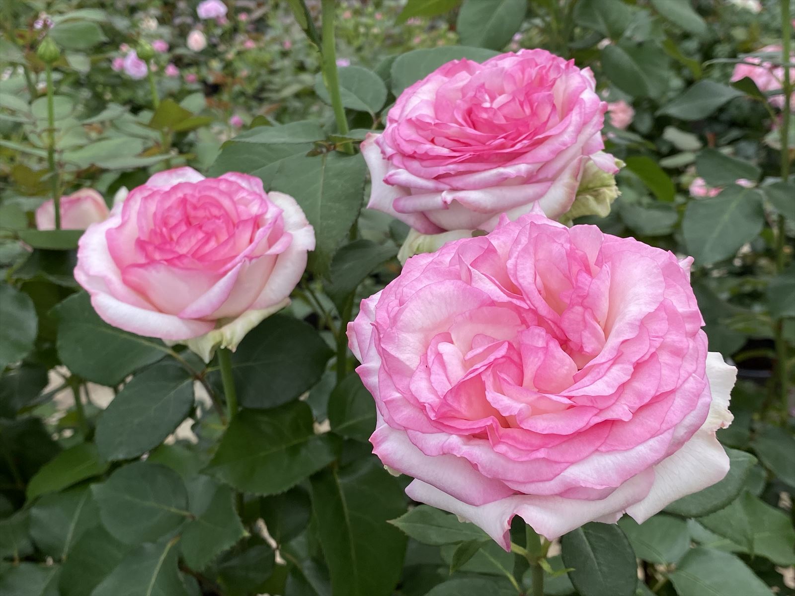 楽天市場】オウギュスト・ルノアール（大苗）7号鉢植え 四季咲き