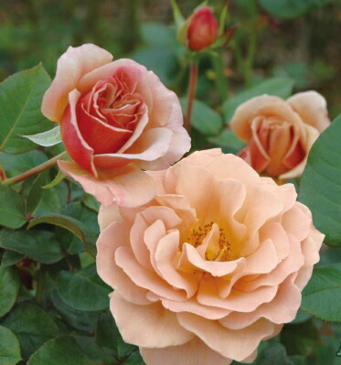 楽天市場】ミステリューズ（大苗）7号鉢植え 返り咲き Mysterieuse