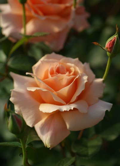 楽天市場】四季咲きバラ苗 【アプリコットキャンディ】 2年生大苗 登録