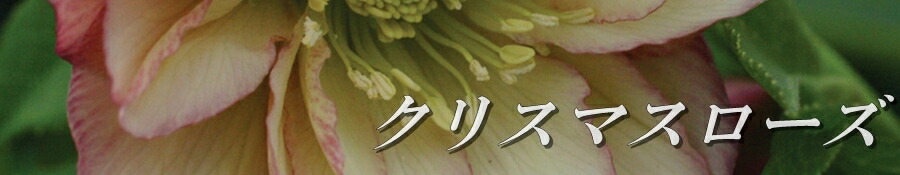 アップルパイ様　ご確認用　ミントブッシュ　モンシェリー　抜き苗 園芸ネット本店｜ミント：パイナップルミント4.5号ポット の通販【公式】