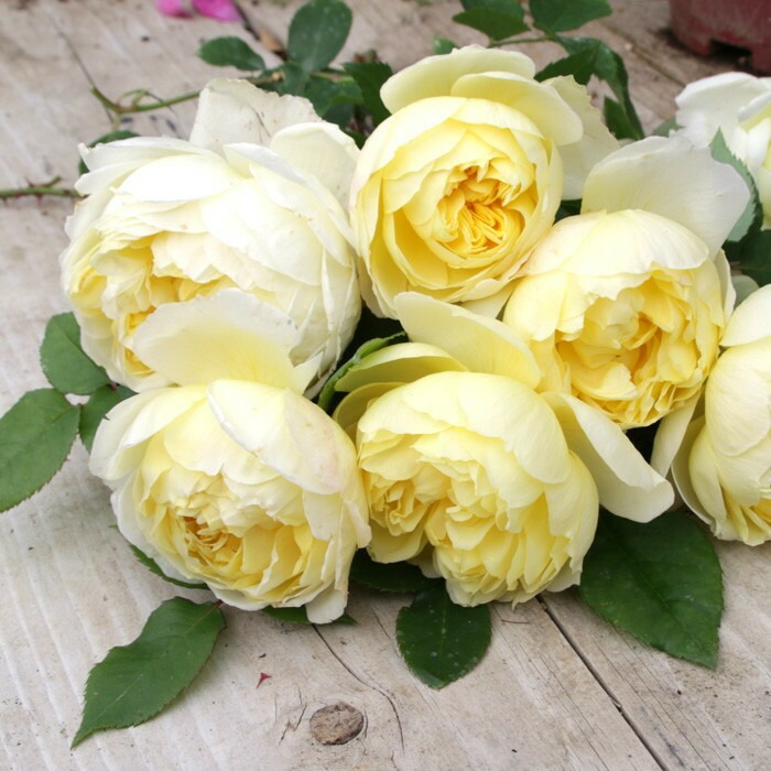 楽天市場】シャンパーニュ（大苗予約）7号鉢植え バラ苗 《農林水産省