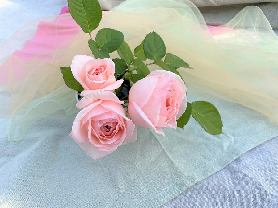 楽天市場】銘仙（めいせん）（大苗予約）7号鉢植え 四季咲き中輪