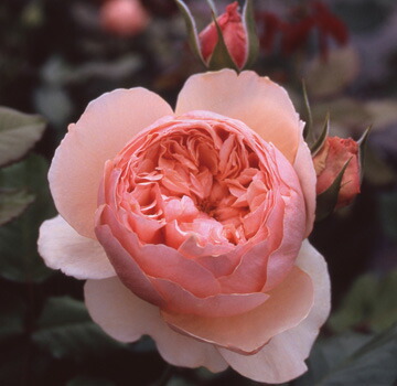 楽天市場】ユキコ （大苗）7号鉢植え ハイブリッドウィクラナ 春咲き