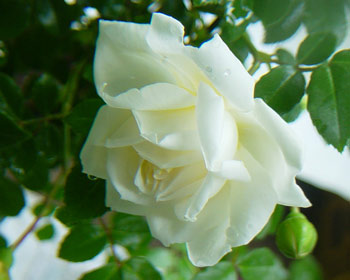 楽天市場 アルベリック バルビエ 大苗予約 7号鉢植え つるバラ オールドローズ アンティークローズ バラ苗 大神ファーム