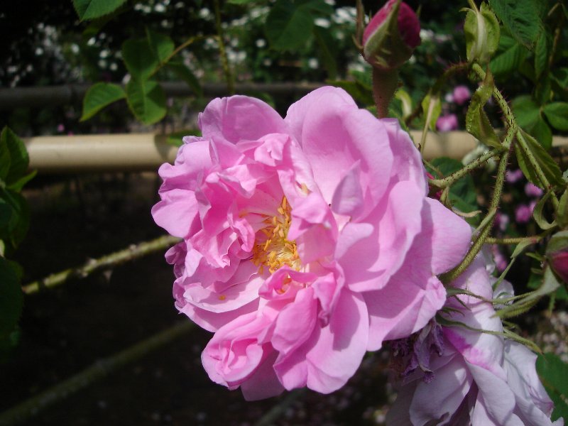 バラ苗 楽天市場】予約販売 バラ 苗 バラ 新苗 確実園 花宴 四季咲き