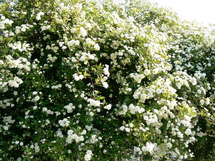 楽天市場 モッコウバラ 白色 大苗予約 7号鉢植え つるバラ オールドローズ アンティークローズ バラ苗 大神ファーム