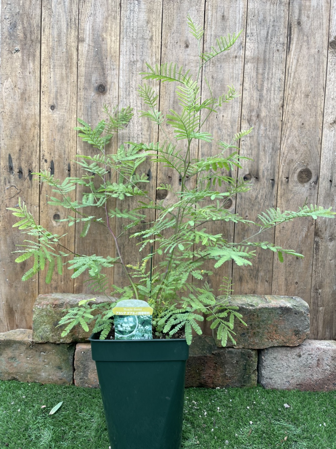 楽天市場 アカシア デアネイ 常緑樹 7号鉢 大神ファーム