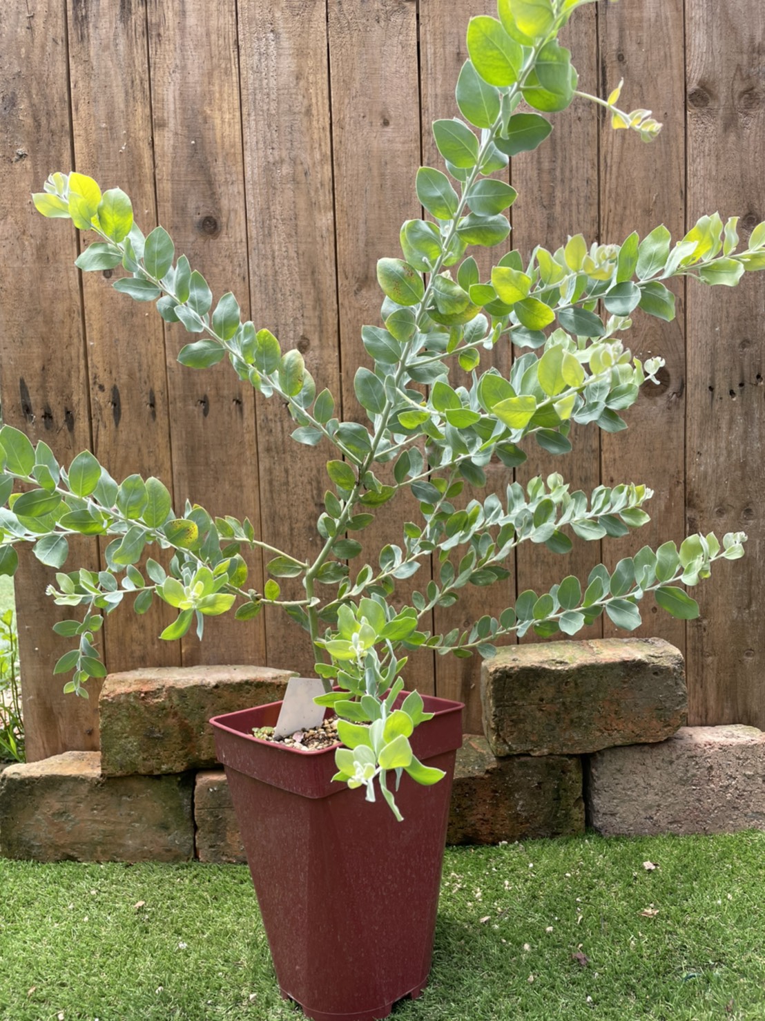 美形。アカシアフロリバンダ1.9M(鉢底から)品番C ミモザ 美形。アカシアフロリバンダ1.9M(鉢底から)品番C ミモザ