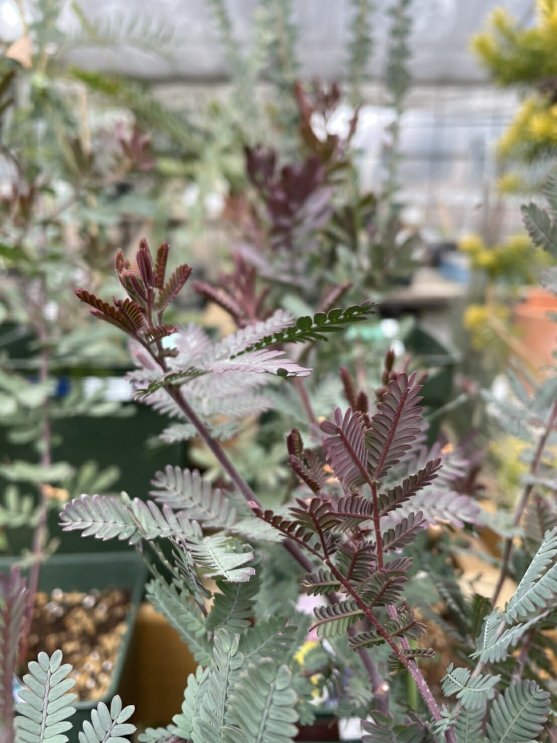 市場 銀葉アカシア プルプレア パープレア