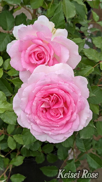 楽天市場】スマイル・ハニー・ローズ / くまのプーさん（大苗）7号