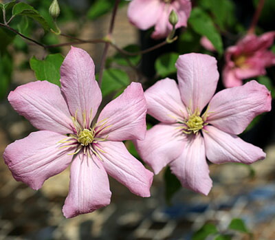 楽天市場】クレマチス アルピナ 'クラグサイド' 開花鉢 : おぎはら植物園