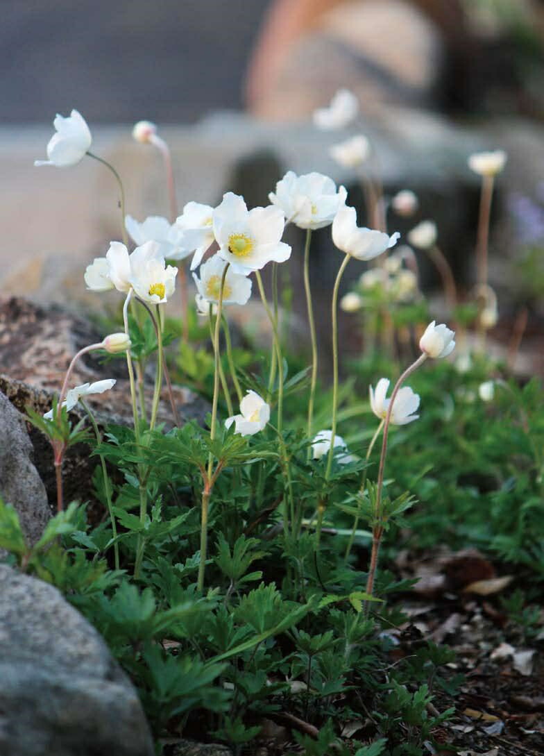 アネモネ シルベストリス 宿根草 公式ストア