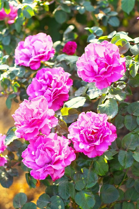 エンジェル フェイス 大苗予約 7号鉢植え 四季咲き中輪房咲き系 フロリバンダローズ スプレー咲き バラ苗 Umu Ac Ug