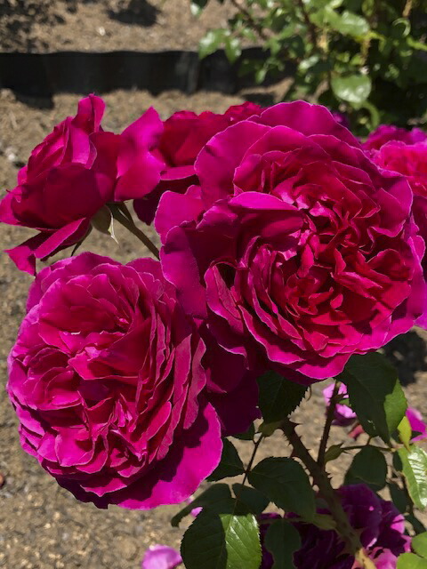 ミツバ まとめ売り バラ売り可 aya.jpg