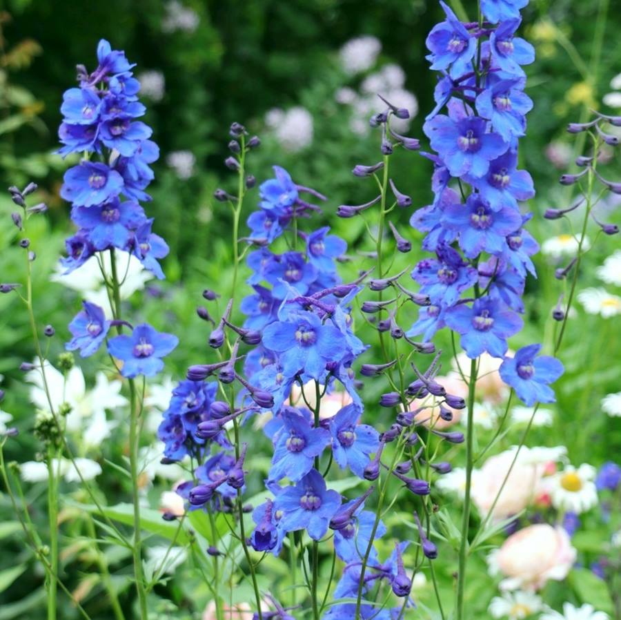 稀少 プリムラ'スージャービス' 株分苗　2株 稀少 プリムラ´スージャービス´ 株分苗 2株