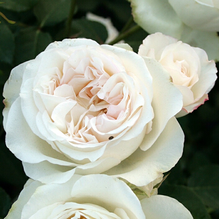 ブノワ マジメル 大苗付け込み 7サイズ鉢植え アンダー ザ 淡紅色 薔薇苗 Geo2 Co Uk