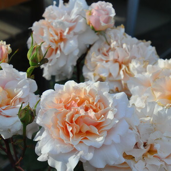 楽天市場】ウンディーネ（大苗）7号鉢植え バラ苗 ロサ・オリエン