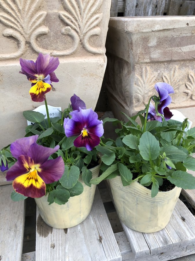 楽天市場】【予約販売】 ビオラ 歌劇☆スター 星宙 9cmポット 花苗