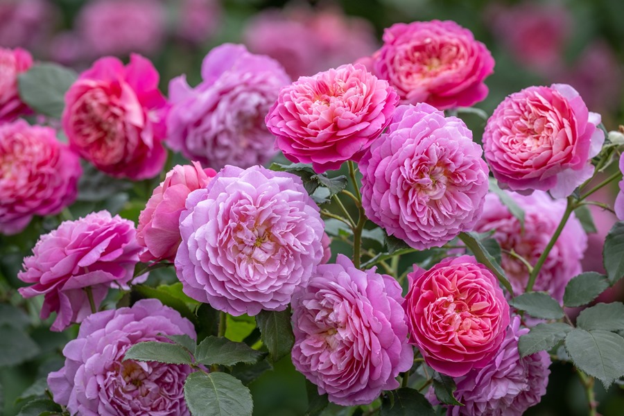 楽天市場】ザ・キングズ・ローズ(Ausa27a16)（大苗予約）7号鉢植え