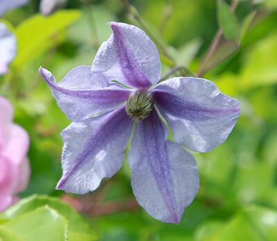楽天市場】クレマチス 'ピンク・ファンタジー' 系統：ジャックマニー系