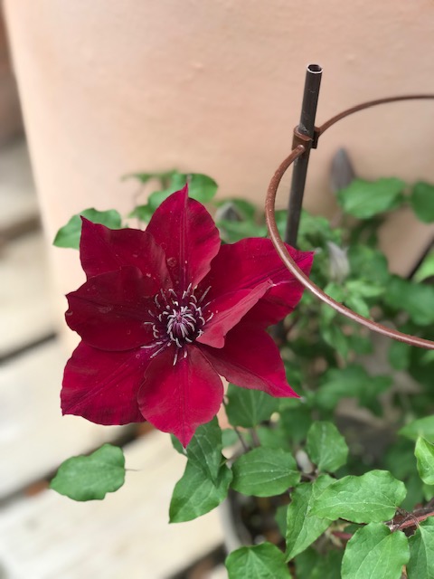 楽天市場】クレマチス 'フルディーン' 宿根草 系統：ジャックマニー系